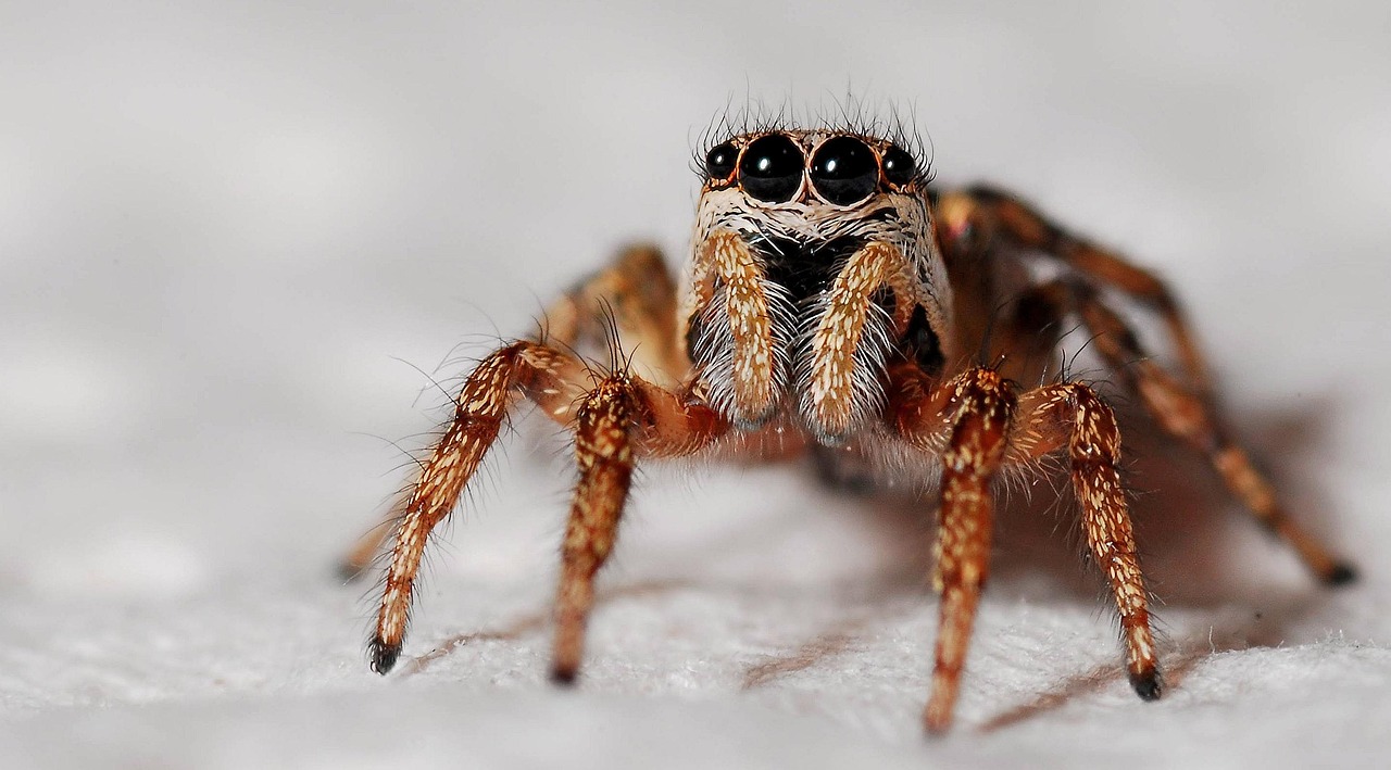 The Sound of Silence: Exploring Deafness in the Animal Kingdom